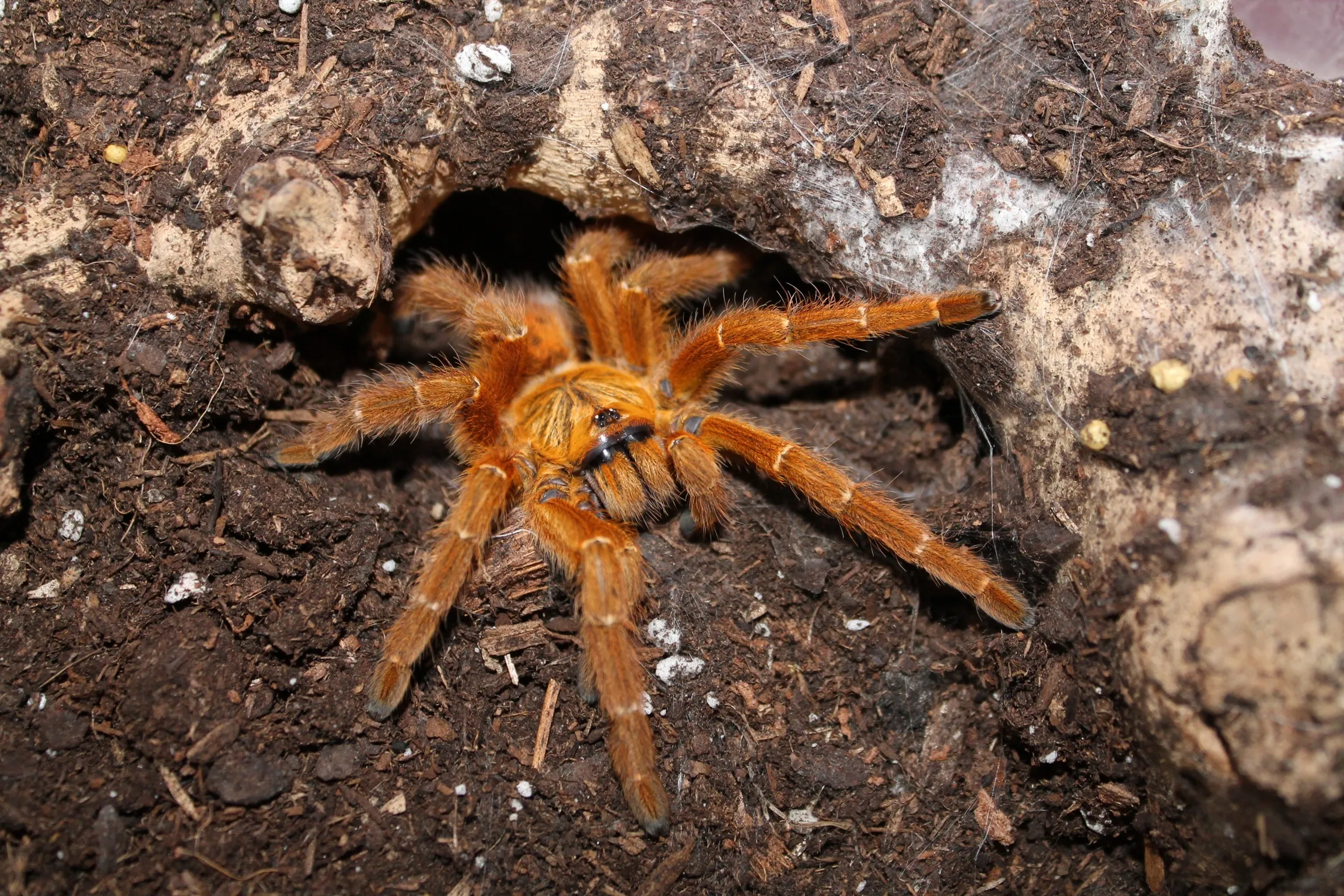 22874 tarantula watering