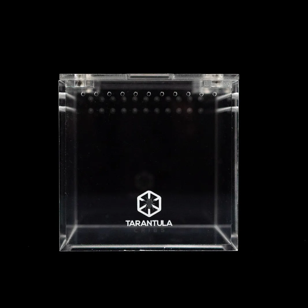 22875 tarantula glass terrarium