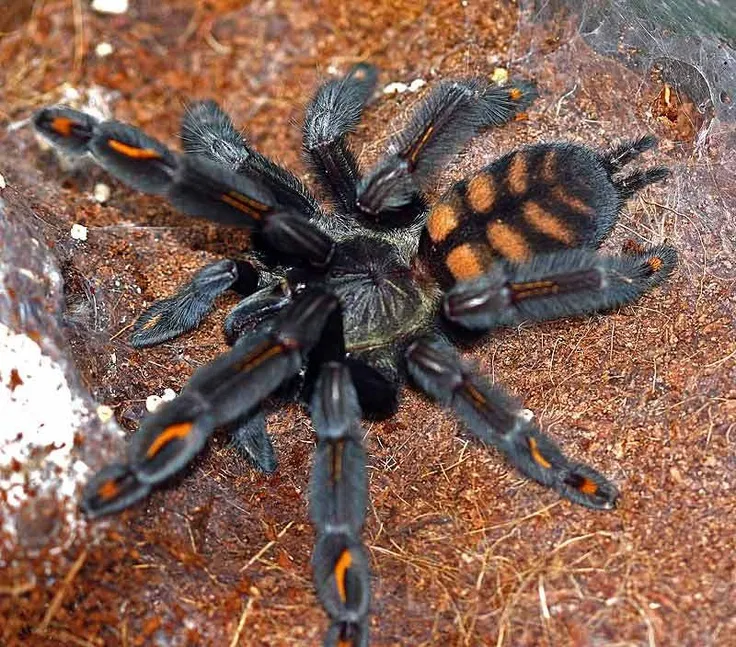 22877 venezuelan suntiger tarantula enclosure setup