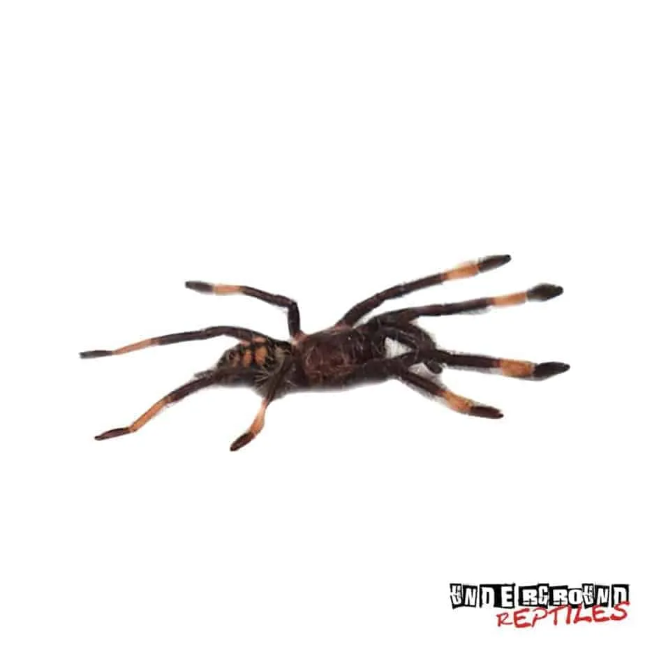 22877 venezuelan suntiger tarantula handling