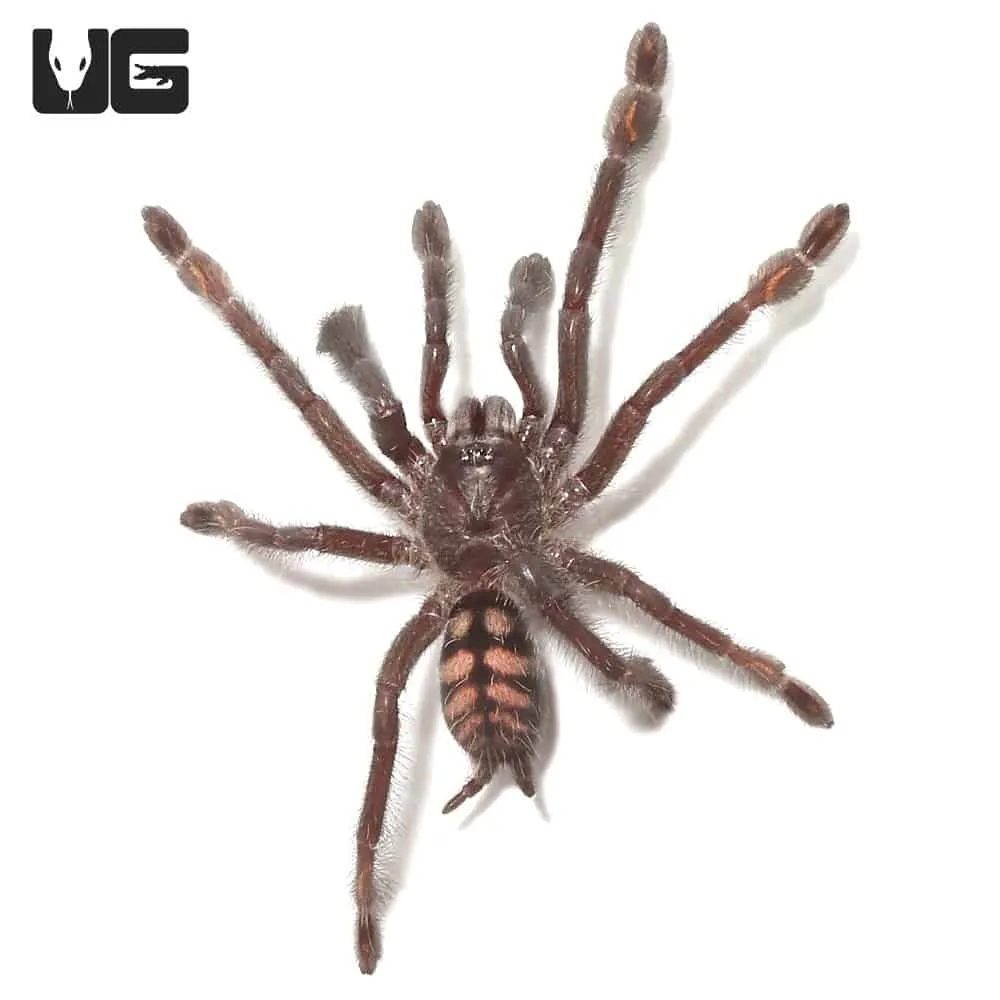 22877 venezuelan suntiger tarantula molting