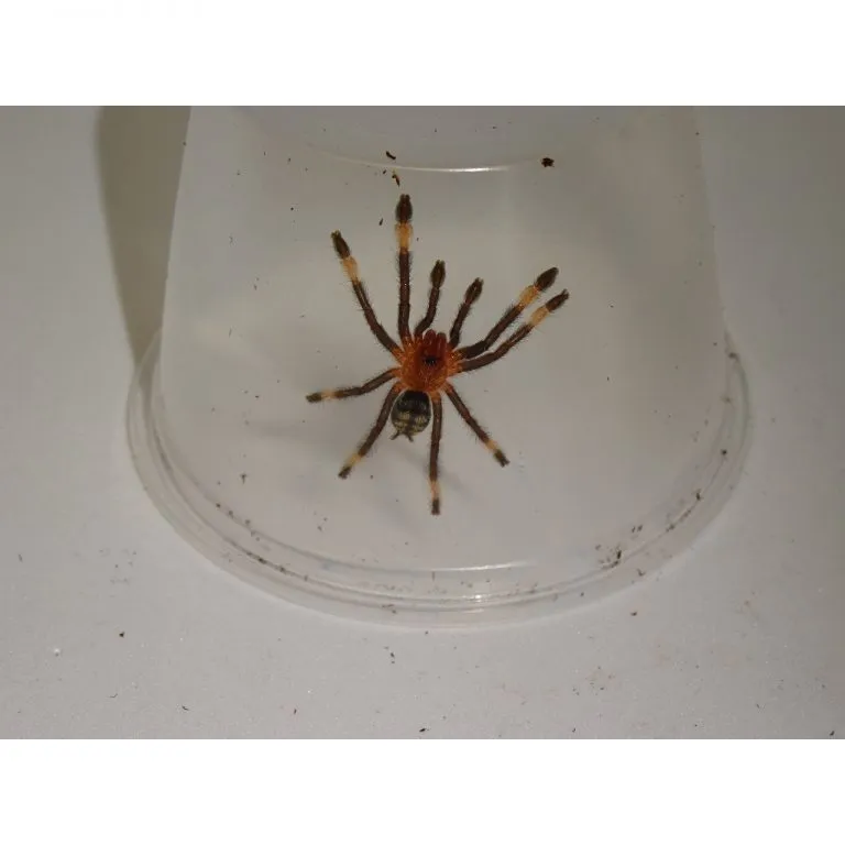 /img/22877-venezuelan-suntiger-tarantula-substrate.webp
