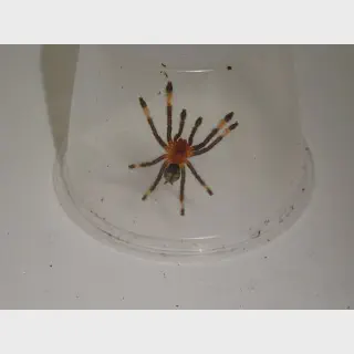 /img/22877-venezuelan-suntiger-tarantula-substrate.webp
