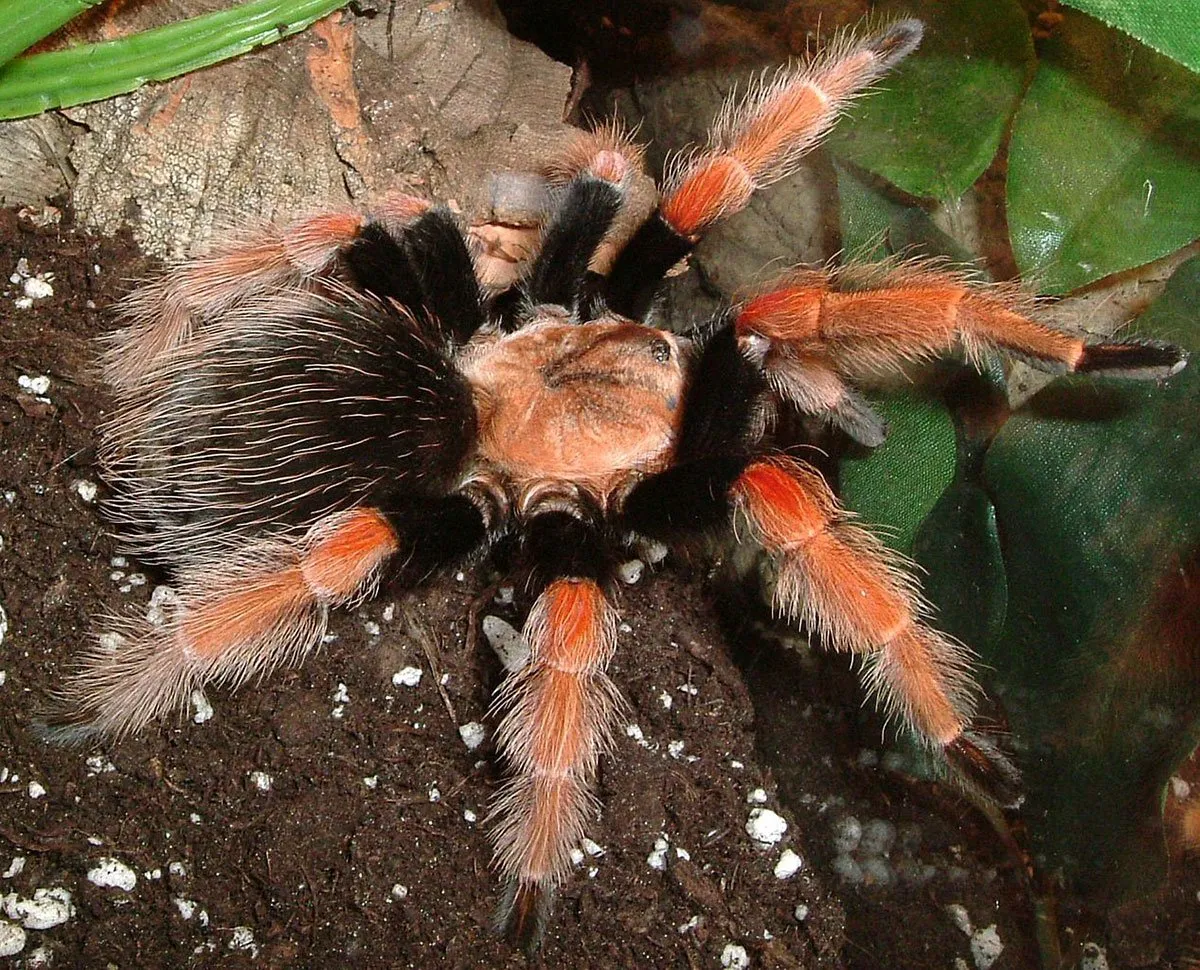 22880 fireleg tarantula conservation