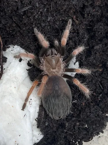 22880 fireleg tarantula food sources