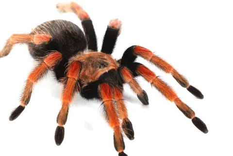 /img/22880-fireleg-tarantula-observation.webp