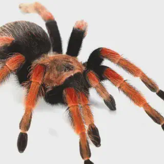 /img/22880-fireleg-tarantula-observation.webp