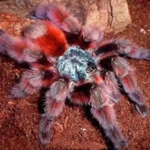 22881 pink toe tarantula drinking