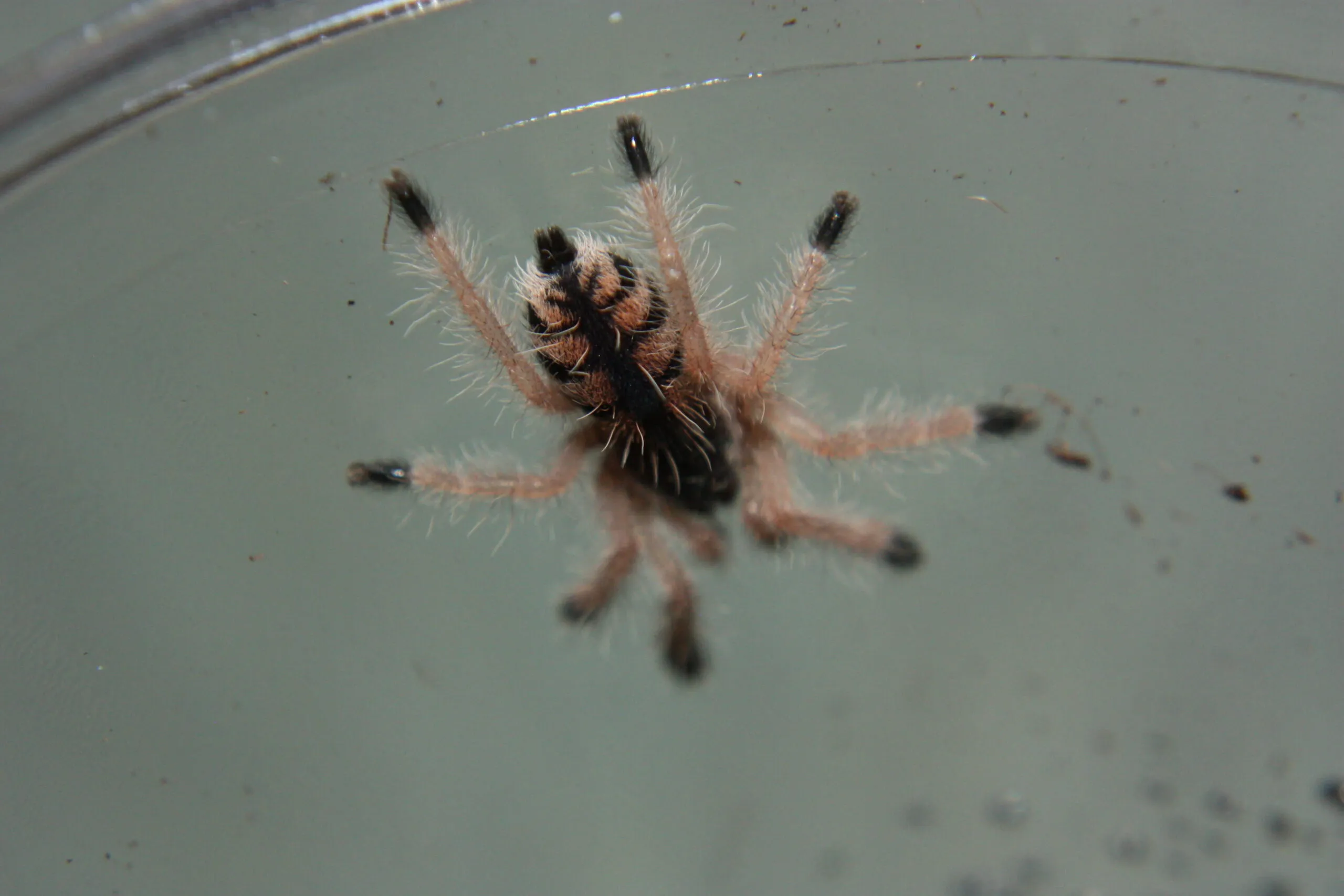 22881 pink toe tarantula handling