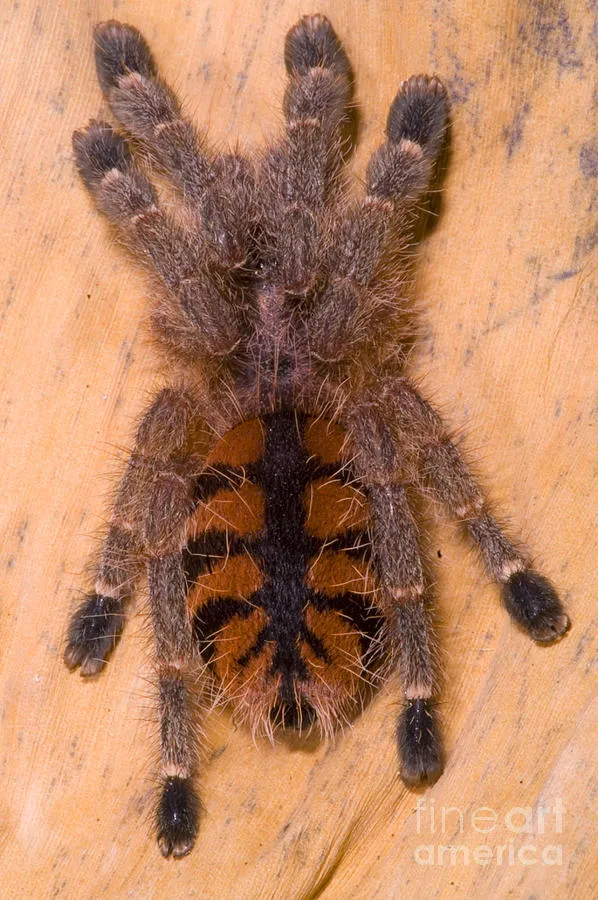/img/22881-pink-toe-tarantula-health.webp