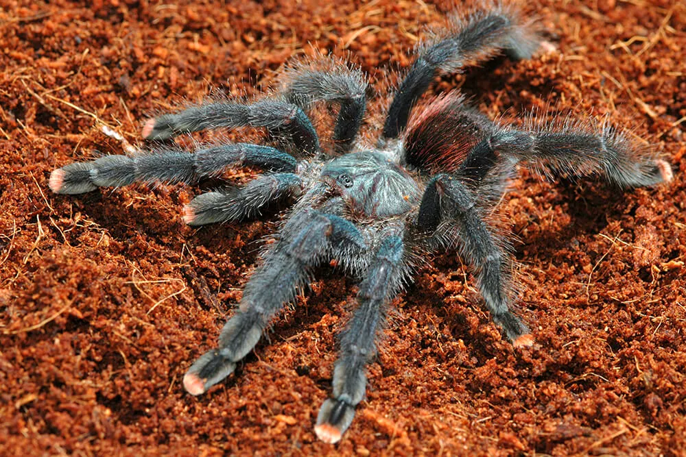 22886 tarantula mart community