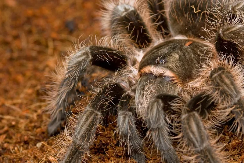 /img/22886-tarantula-mart-conservation.webp