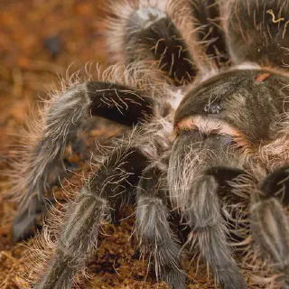 /img/22886-tarantula-mart-conservation.webp