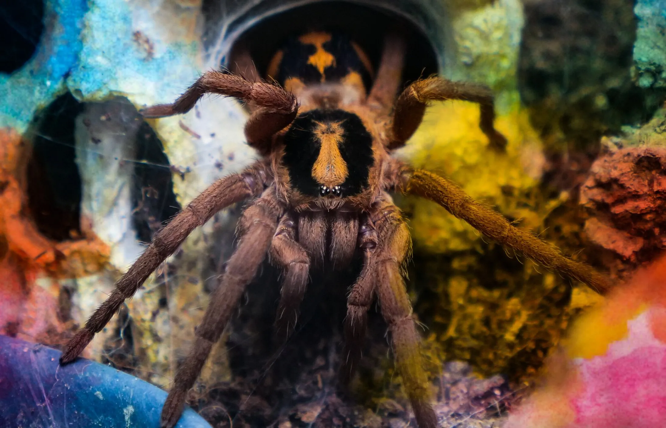 22886 tarantula mart tarantulas