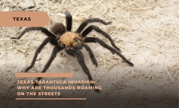 22888 identifying texas tarantulas