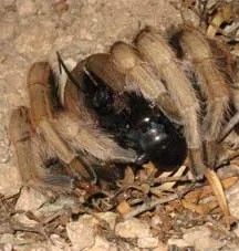 22894 lizard hunting