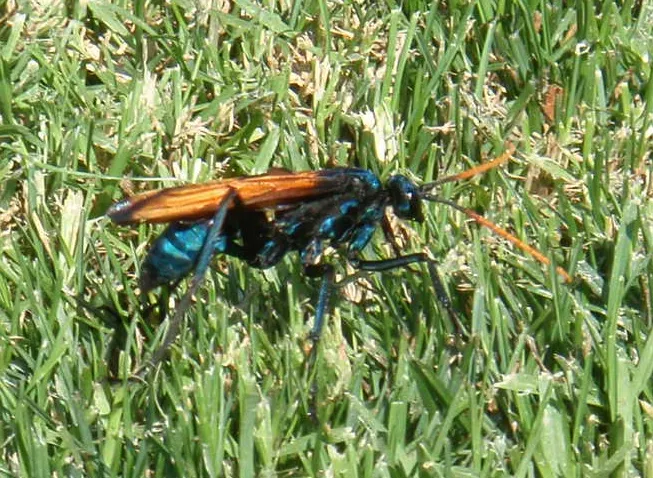 22894 tarantula hawk predators