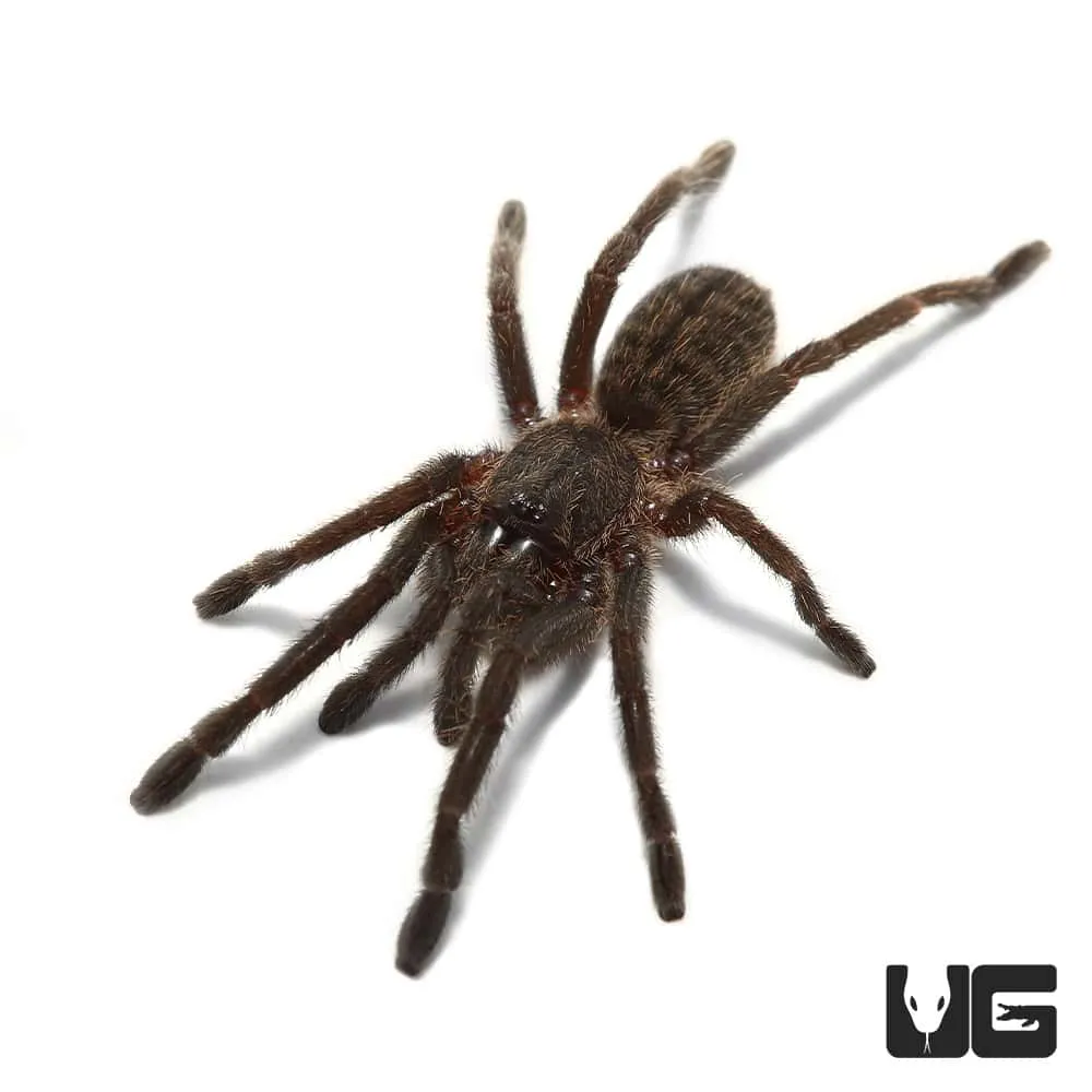 22895 thailand black tarantula handling