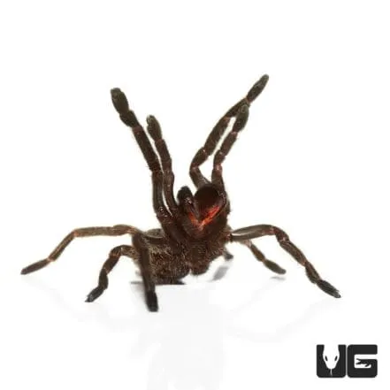/img/22895-thailand-black-tarantula-substrate.webp