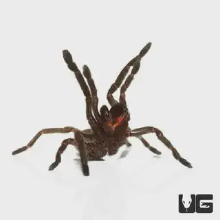 /img/22895-thailand-black-tarantula-substrate.webp