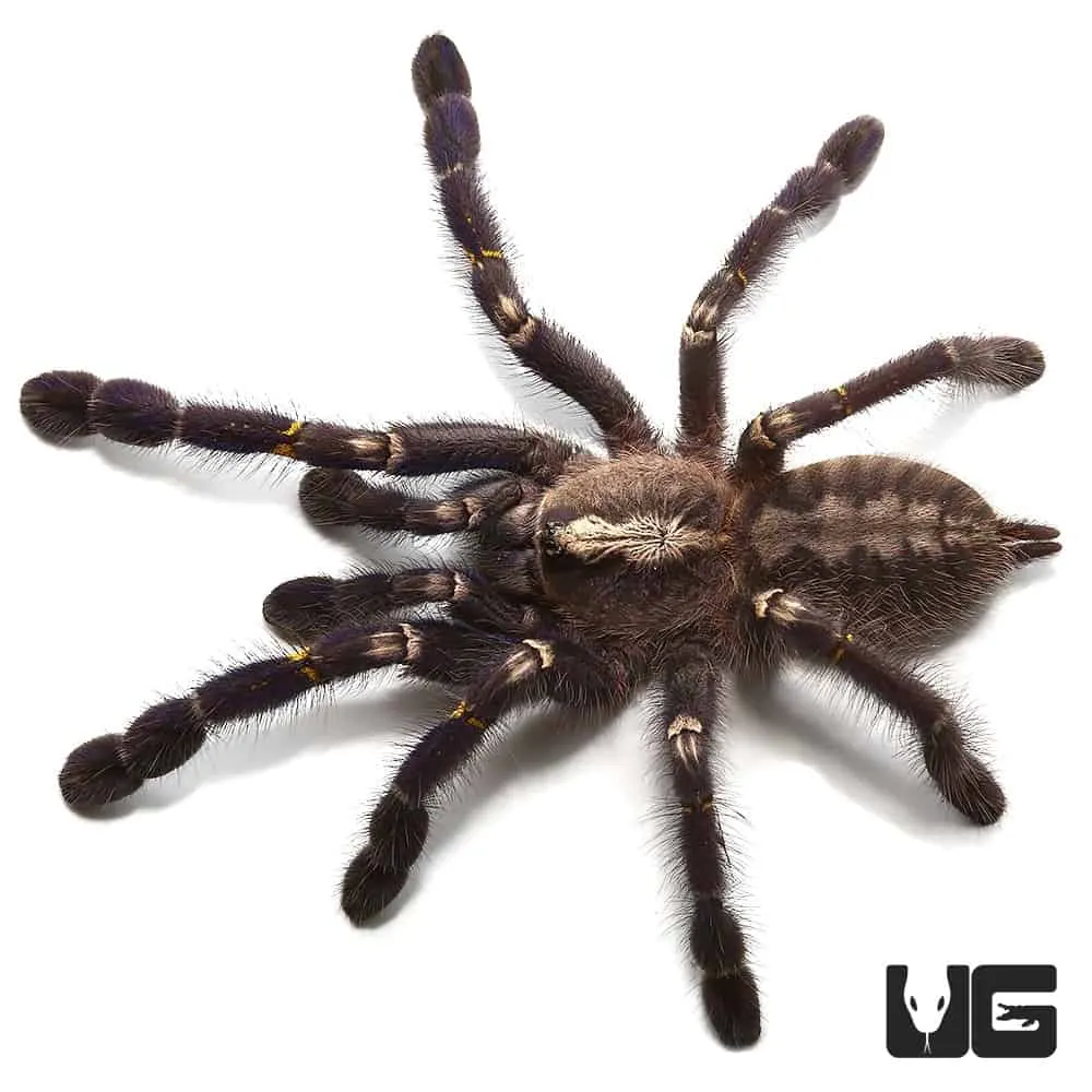 22898 gooty sapphire tarantula close up