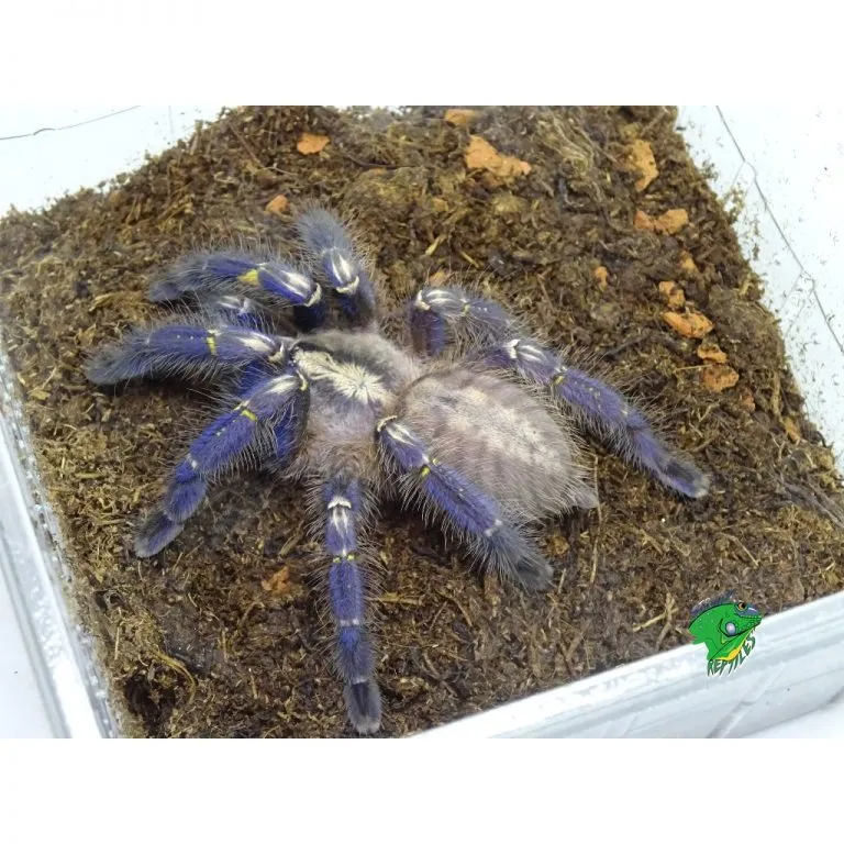 22898 gooty sapphire tarantula conservation