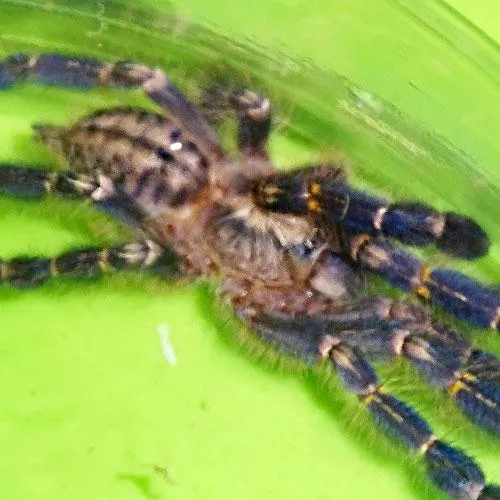 22898 gooty sapphire tarantula enclosure