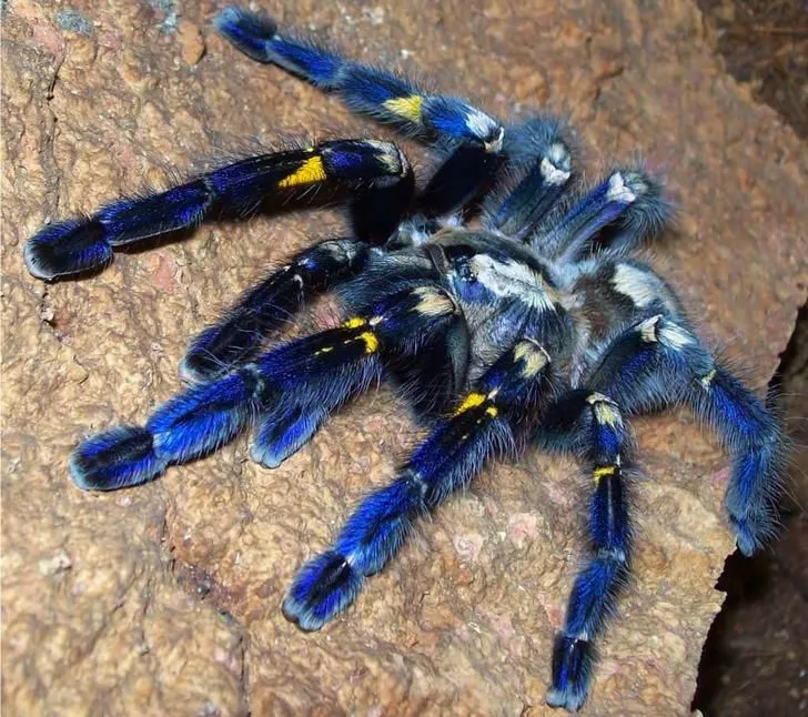 22898 gooty sapphire tarantula habitat