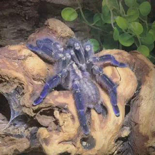 /img/22898-gooty-sapphire-tarantula-handling.webp