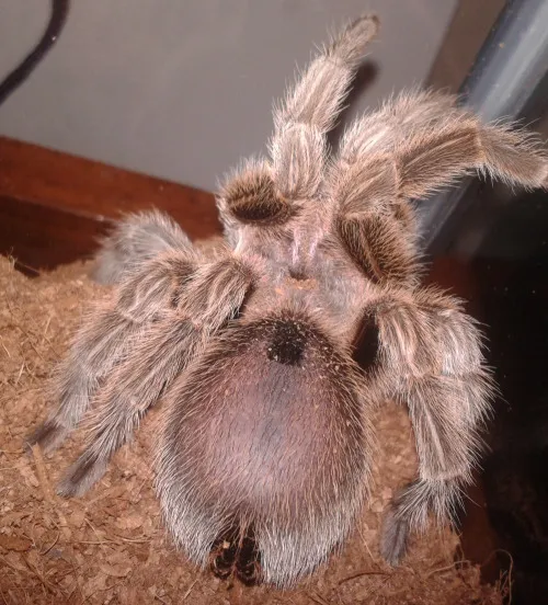 22901 tarantula premolt bald spot