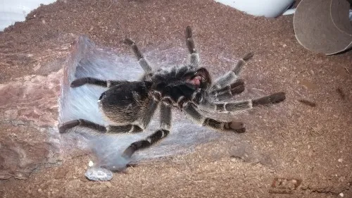 /img/22901-tarantula-premolt-molting-success.webp