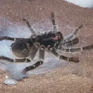 /img/22901-tarantula-premolt-molting-success.webp