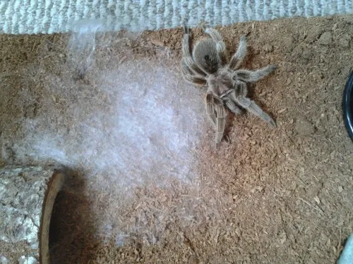 22901 tarantula premolt refusal to eat