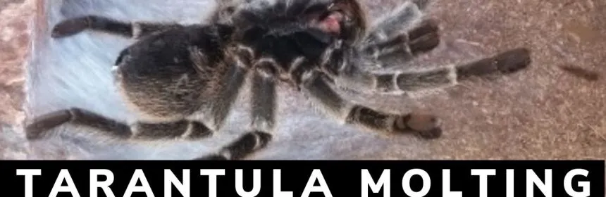 22901 tarantula premolt safe environment