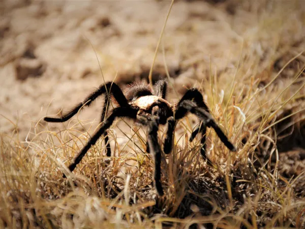 /img/22902-observing-tarantulas.webp