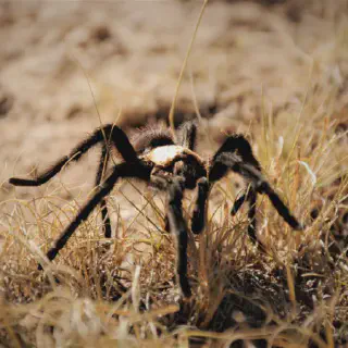 /img/22902-observing-tarantulas.webp