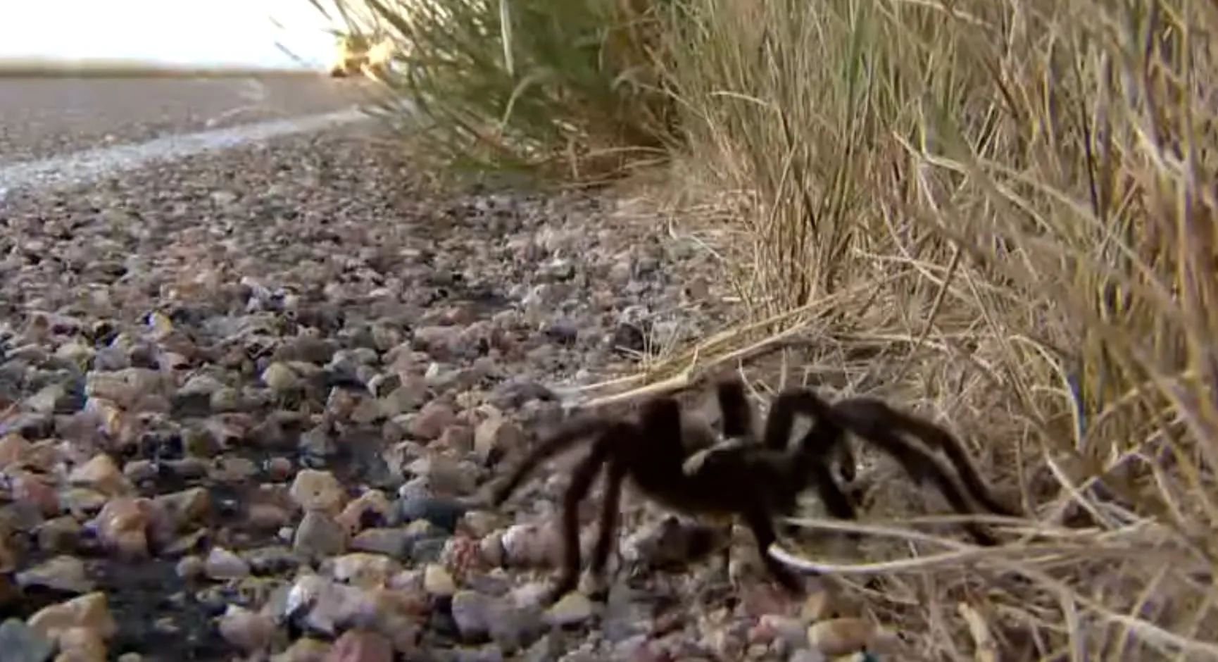 22903 southern colorado tarantulas