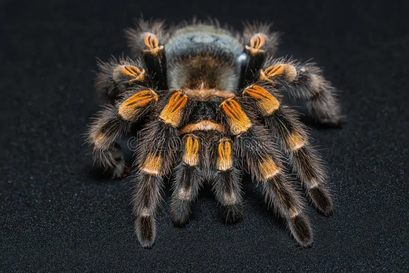 /img/22904-mexican-black-white-tarantula-comparison.webp
