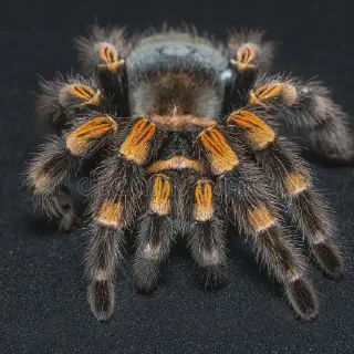 /img/22904-mexican-black-white-tarantula-comparison.webp