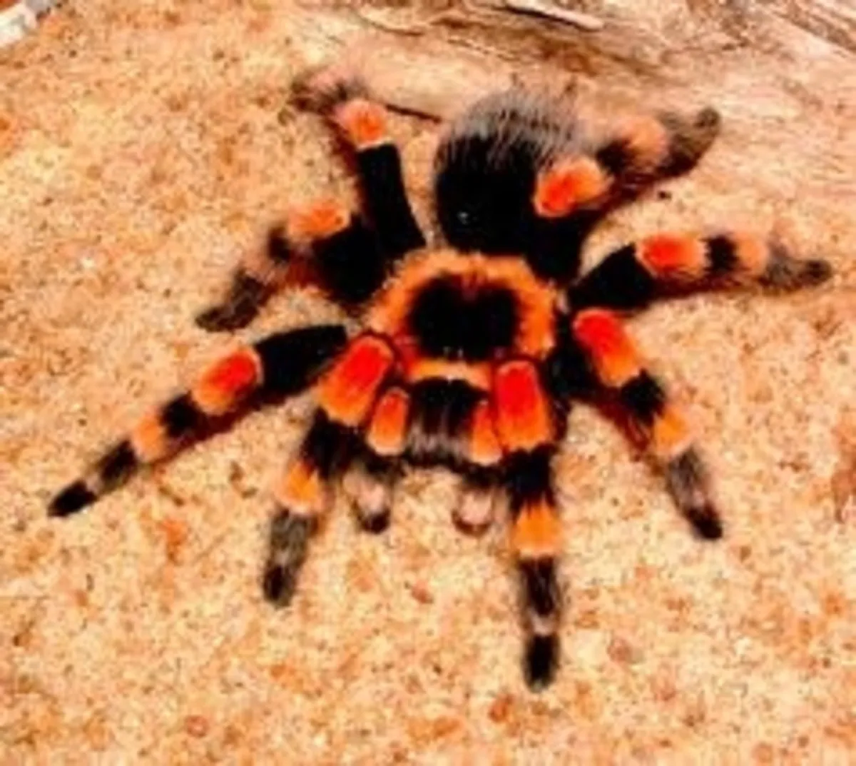 22904 mexican black white tarantula handling