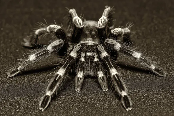 22904 mexican black white tarantula spiderling