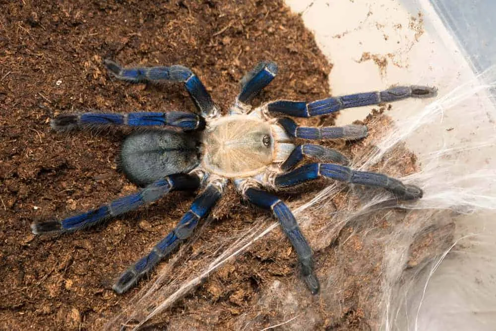 22905 cobalt blue tarantula feeding