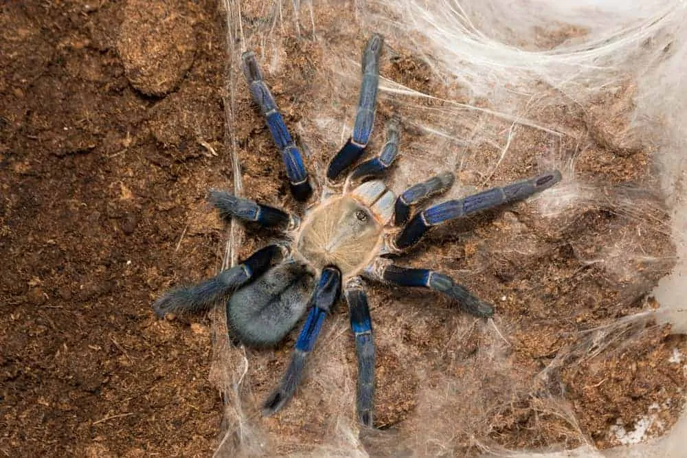 22905 cobalt blue tarantula growth stages