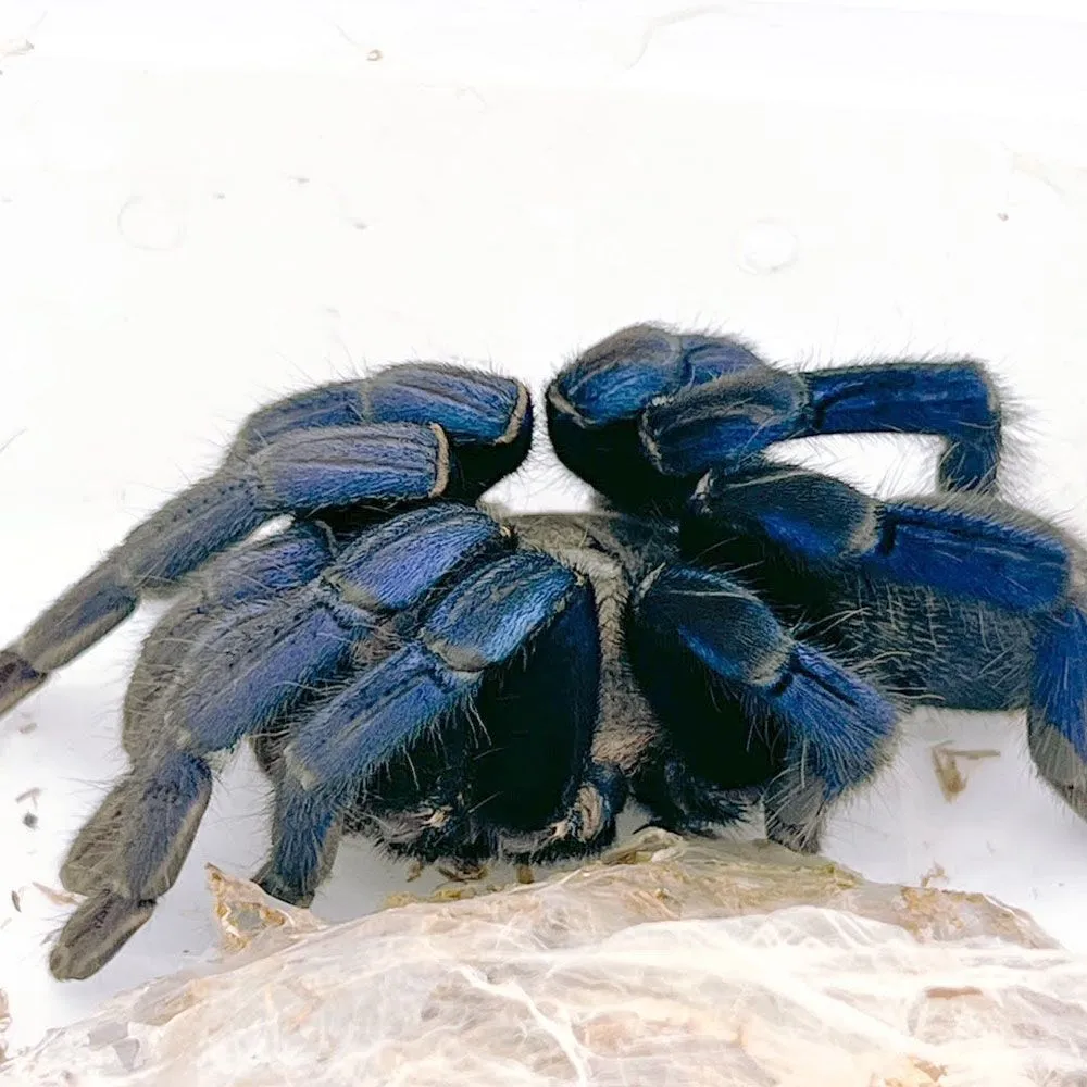 /img/22905-cobalt-blue-tarantula-lifespan.webp