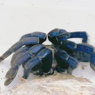/img/22905-cobalt-blue-tarantula-lifespan.webp