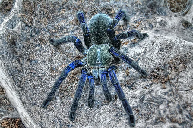 22905 cobalt blue tarantula temperature