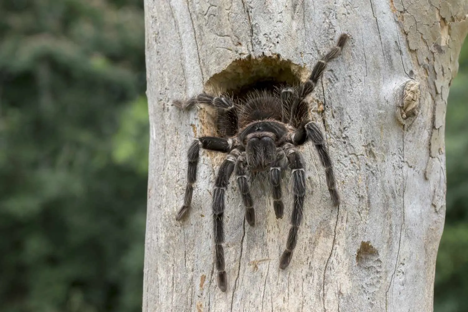 /img/22909-tarantula-food.webp