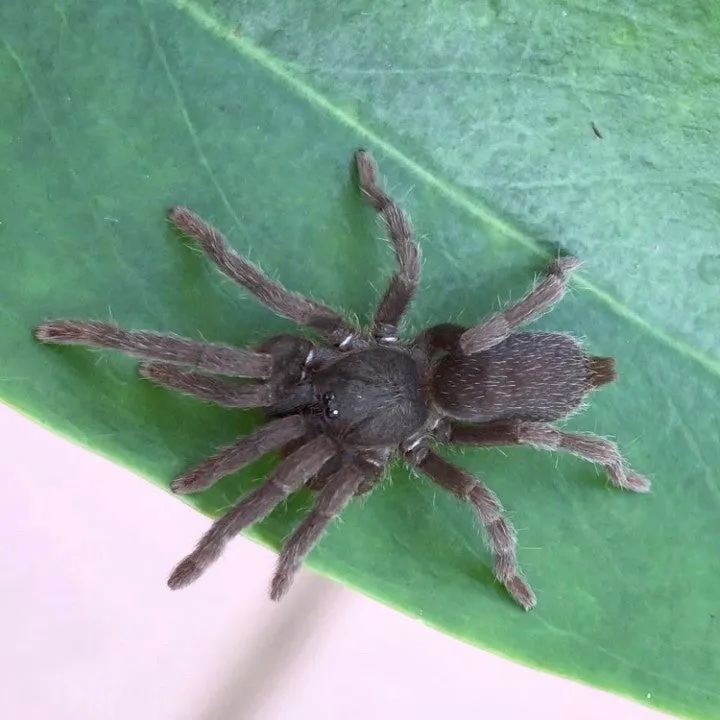 22912 tarantula burrow