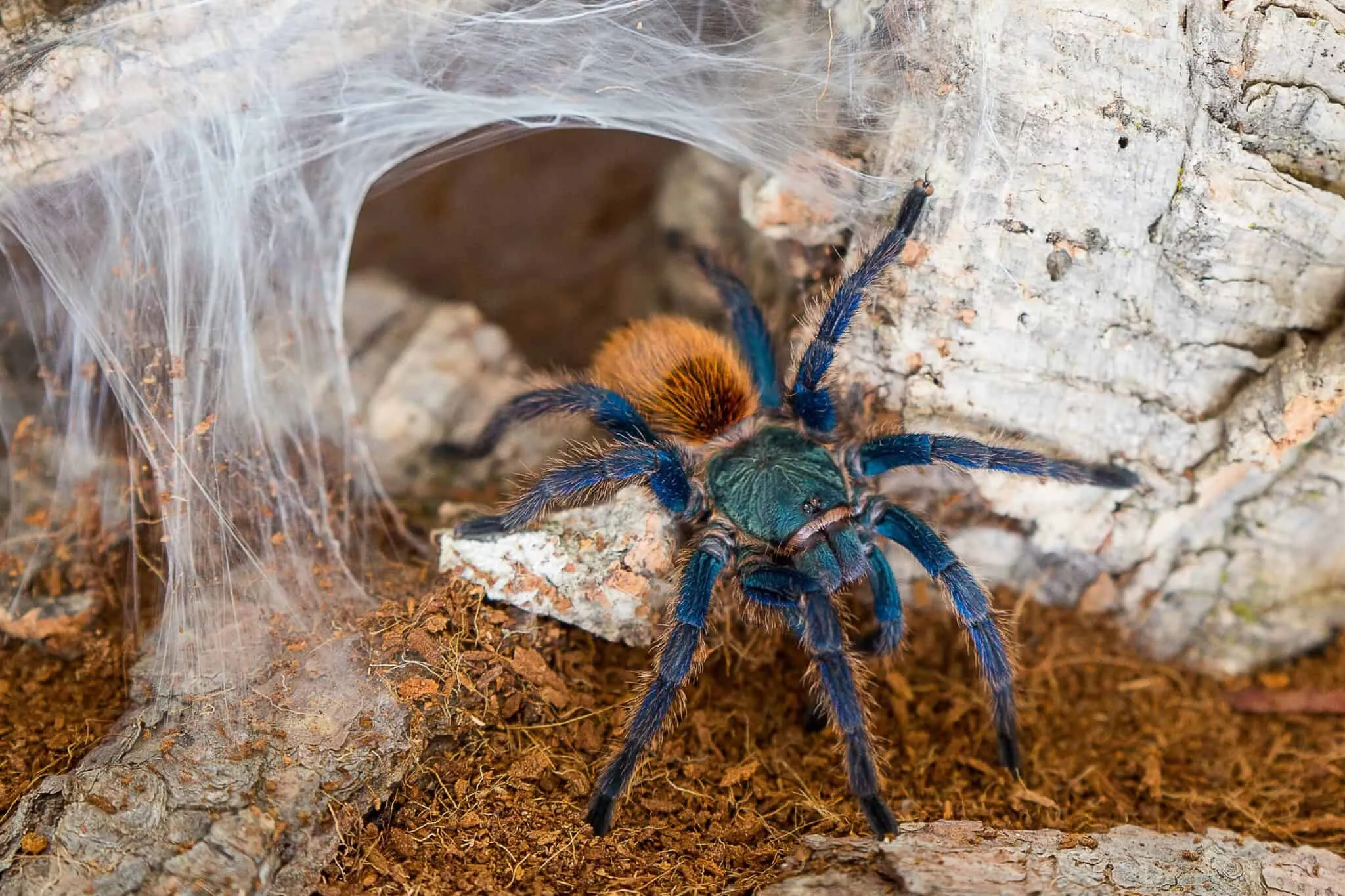 22912 tarantula hunting