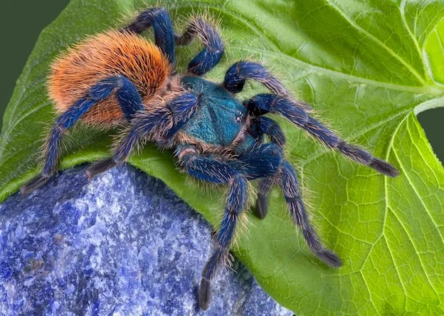 22912 tarantula in rainforest